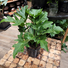 Load image into Gallery viewer, Philodendron selloum