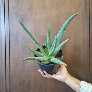 Aloe Vera 17cm