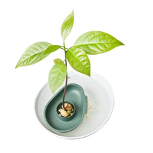 Load image into Gallery viewer, elho Amazing Avocado Floater - Leaf Green