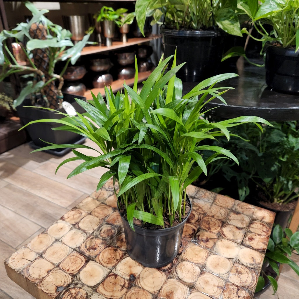 Areca Bamboo Palm 14cm