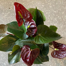Load image into Gallery viewer, Anthurium 14cm