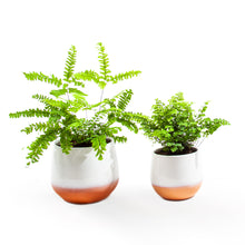 Load image into Gallery viewer, Handmade Ceramic Pot Dipped Terracotta