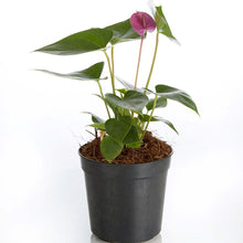 Load image into Gallery viewer, Anthurium 14cm