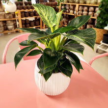 Load image into Gallery viewer, Handmade Ceramic Pot Mira