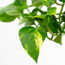Load image into Gallery viewer, Scindapsus Aureus - Devils Ivy HB 16cm