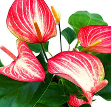 Load image into Gallery viewer, Anthurium 14cm