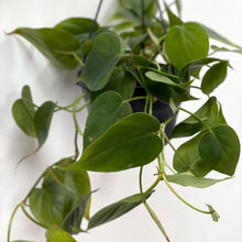 Load image into Gallery viewer, Philodendron Scandens - Heartleaf philodendron HB 16cm