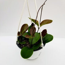 Load image into Gallery viewer, Hoya australis Hanging Basket - Common Wax Flower
