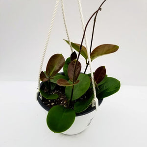 Hoya australis Hanging Basket - Common Wax Flower