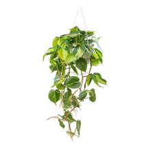 Load image into Gallery viewer, Philodendron Scandens - Heartleaf philodendron HB 16cm