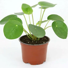 Load image into Gallery viewer, Pilea peperomioides: Chinese money plant