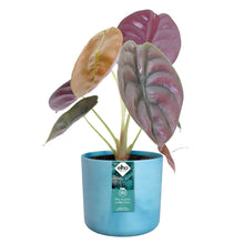 Load image into Gallery viewer, elho Ocean Collection Pot