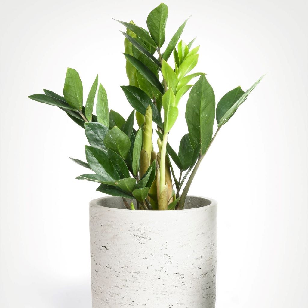 Zamioculcas zamiifolia - ZZ Plant