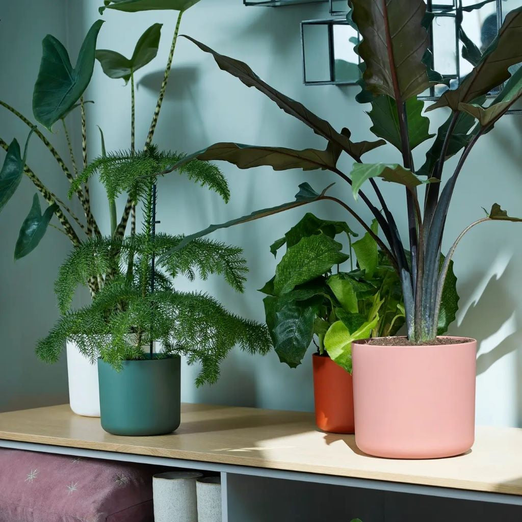 Elho B.for Soft Round 16 - Flower Pot For Indoor - 16.0 X H 15.0 Cm