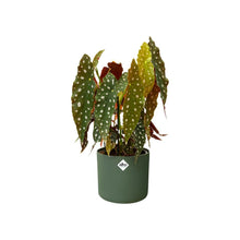 Load image into Gallery viewer, elho b. for Soft Round Pot