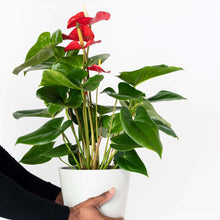 Load image into Gallery viewer, Anthurium 14cm
