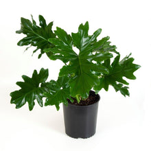 Load image into Gallery viewer, Philodendron selloum