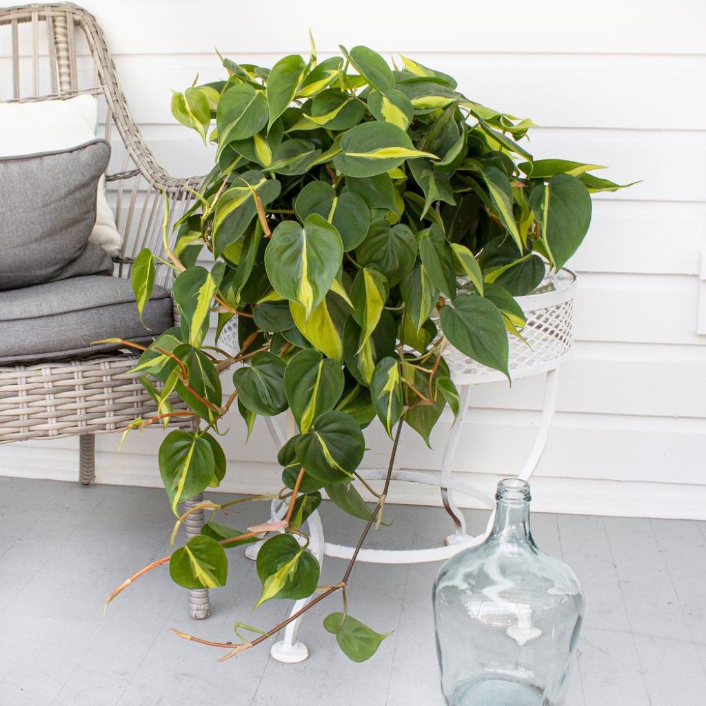 Philodendron Scandens - Heartleaf philodendron HB 16cm