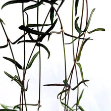 Load image into Gallery viewer, Ceropegia String of Needles HB 21cm
