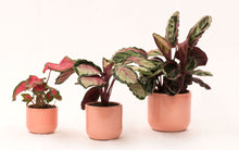 Load image into Gallery viewer, Handmade Ceramic Pot Cactus