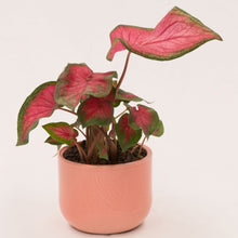 Load image into Gallery viewer, Handmade Ceramic Pot Cactus