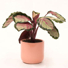 Load image into Gallery viewer, Handmade Ceramic Pot Cactus