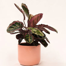 Load image into Gallery viewer, Handmade Ceramic Pot Cactus