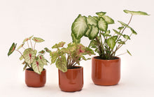 Load image into Gallery viewer, Handmade Ceramic Pot Cactus