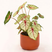 Load image into Gallery viewer, Handmade Ceramic Pot Cactus