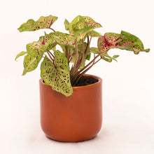 Load image into Gallery viewer, Handmade Ceramic Pot Cactus