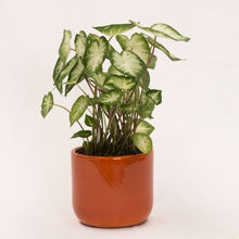 Load image into Gallery viewer, Handmade Ceramic Pot Cactus