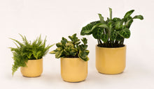 Load image into Gallery viewer, Handmade Ceramic Pot Cactus