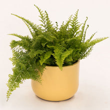 Load image into Gallery viewer, Handmade Ceramic Pot Cactus