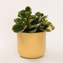 Load image into Gallery viewer, Handmade Ceramic Pot Cactus