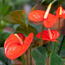 Load image into Gallery viewer, Anthurium 14cm