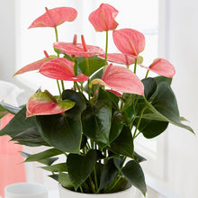 Load image into Gallery viewer, Anthurium 14cm