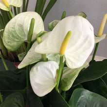 Load image into Gallery viewer, Anthurium 14cm