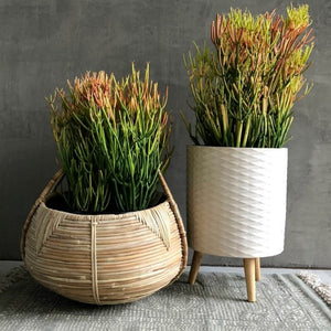 Euphorbia firestick - Pencil Cactus