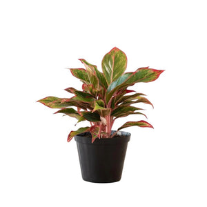 Aglaonema King of Siam 15cm