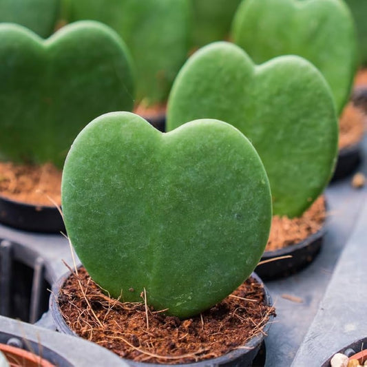 Hoya Kerrii 8cm