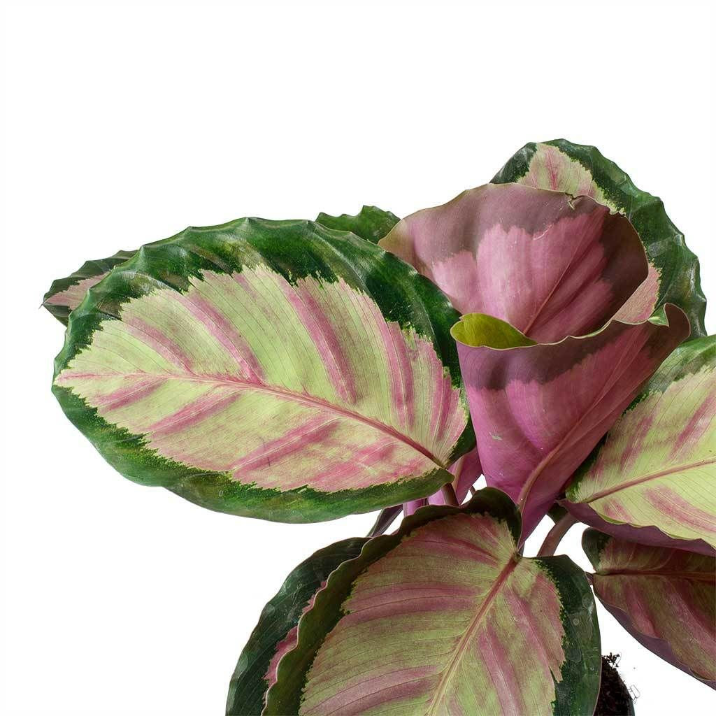 Calathea roseopicta 'Rosy' 14cm