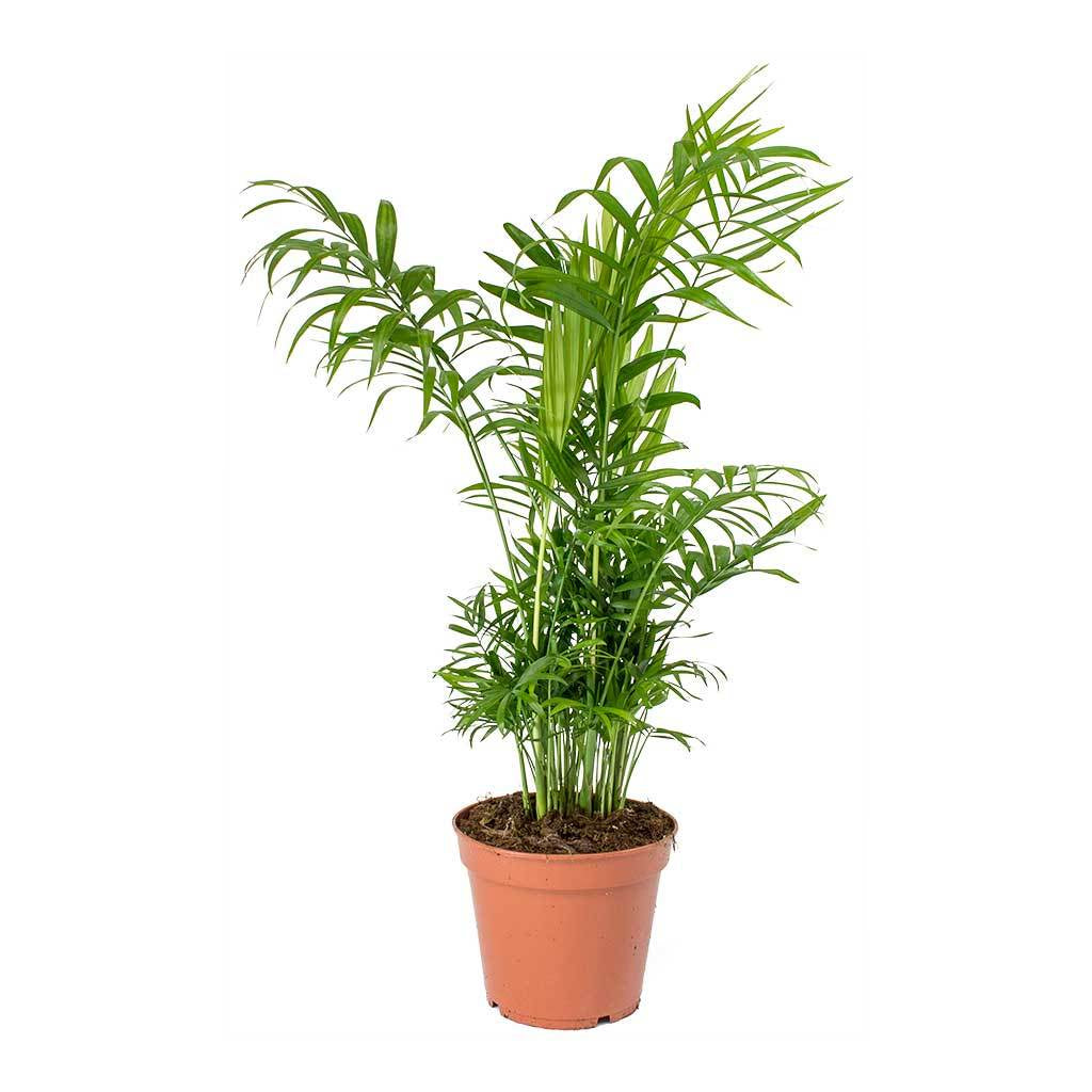 Chamaedorea elegans - Love Palm 10cm BZ