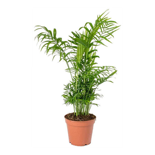 Chamaedorea elegans - Love Palm 10cm BZ