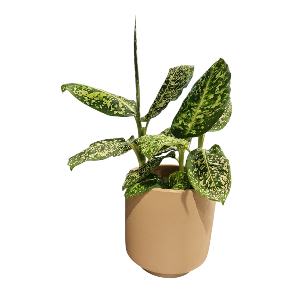 Handmade Ceramic Pot Geres