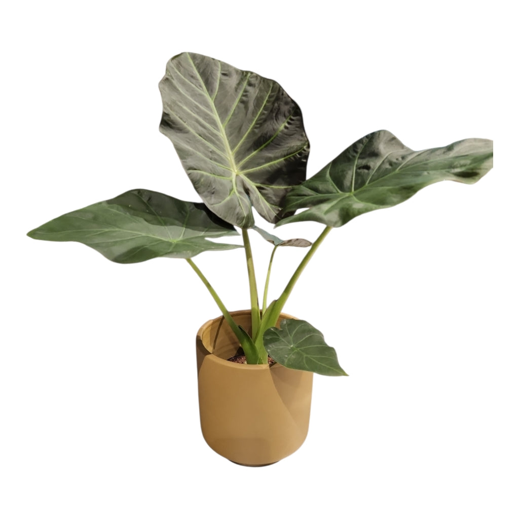 Handmade Ceramic Pot Geres