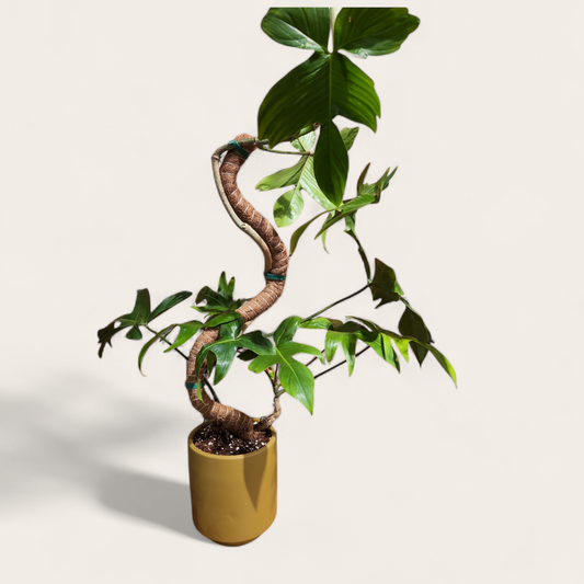 Grow Poles - Coco Coir Totem Bendable
