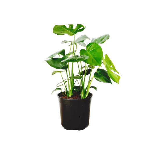 Monstera deliciosa - Delicious Monster 14cm