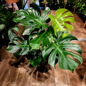 Monstera deliciosa 23cm
