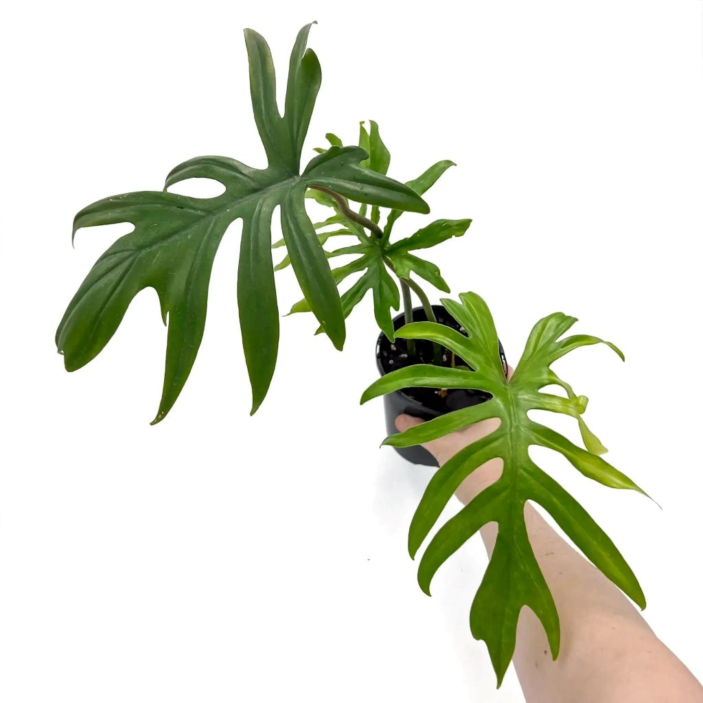 Philodendron pedatum mayoi  14cm