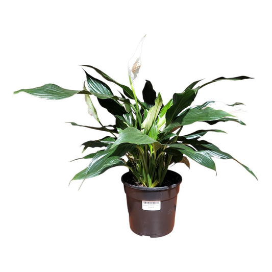Spathiphyllum Peace Lily 14cm
